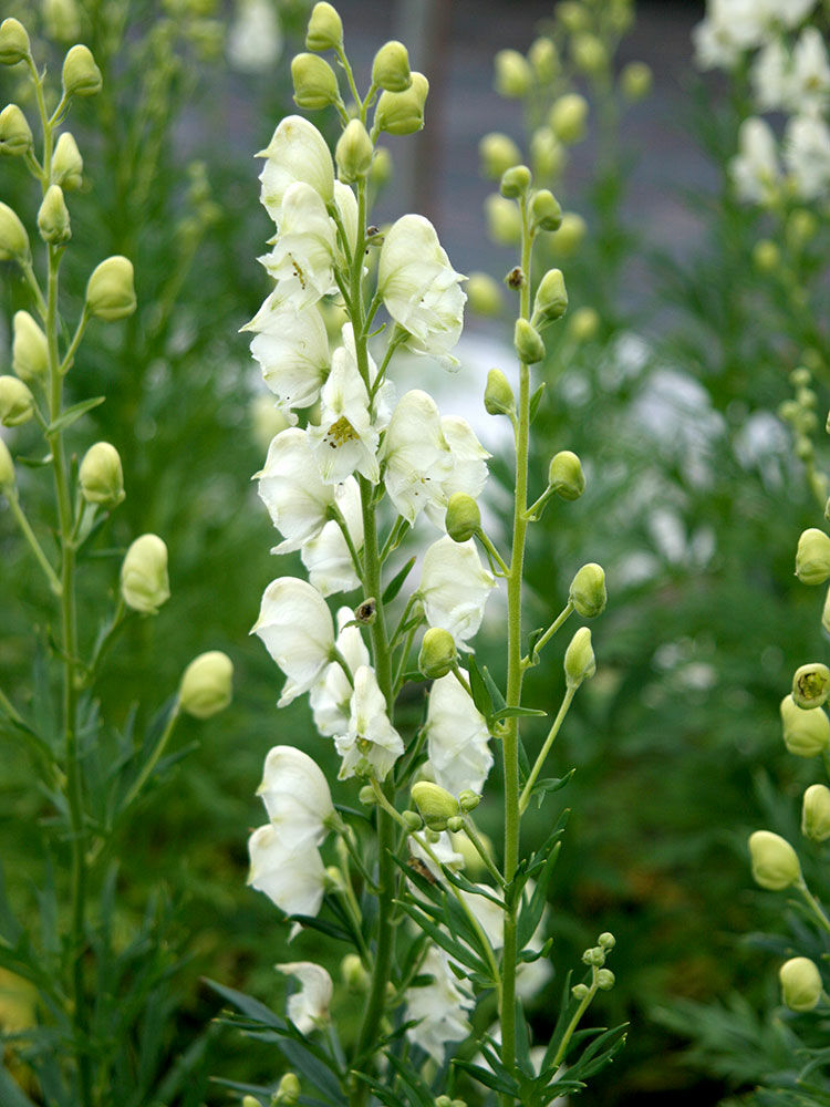 Eisenhut  Aconitum | Hauenstein AG