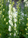 Aconitum napellus 'Album'