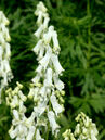 Aconitum septentrionale 'Ivorine'