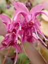 Epimedium grandiflorum 'Rose Queen'