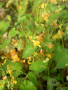 Epimedium pubigerum 'Orangekönigin'