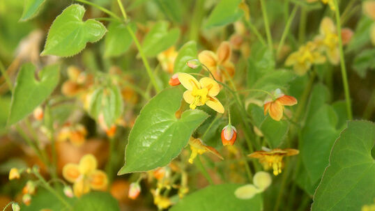 Epimedium pubigerum 'Orangekönigin'
