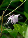 Epimedium youngianum 'Roseum'  Foto © PlantaPro