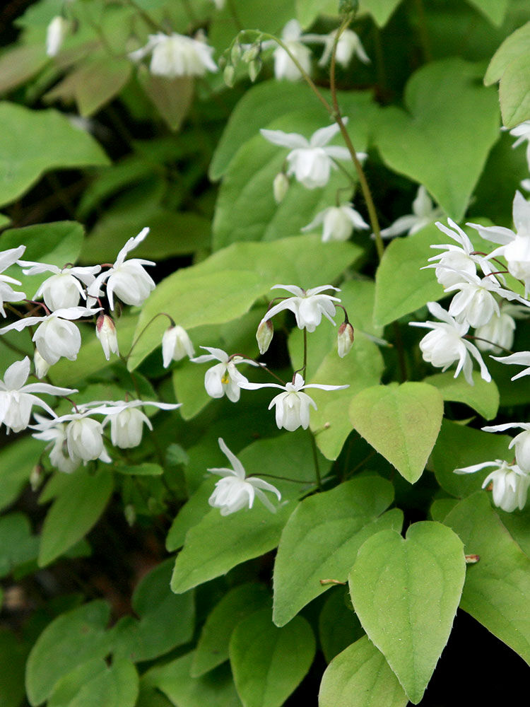Elfenblume  Epimedium | Hauenstein AG
