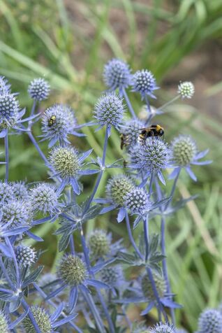 Eryngium planum – Flachblatt-Mannstreu mit stahlblauen Blüten, trockenheitsverträgliche Edeldistel