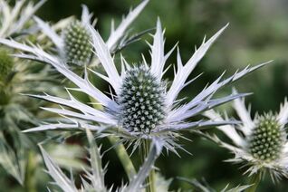 Edeldistel ‘Big Blue’ (Eryngium planum) – imposante Staude für sonnige Kies- und Naturgärten