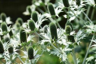 Eryngium giganteum – auffällige Edeldistel, beliebte Trockenblume und wertvolle Insektenpflanze