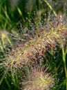 Pennisetum alopecuroides