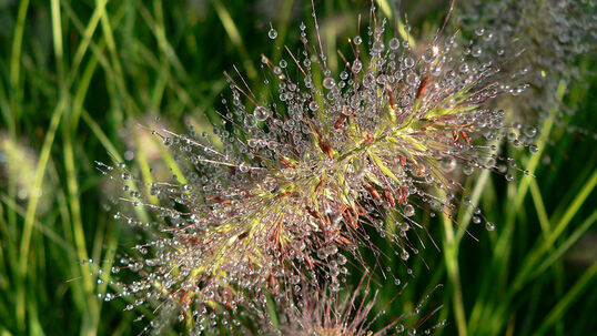 Pennisetum alopecuroides