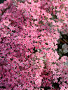 Sedum 'Rocky'