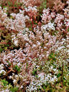 Sedum album Foto © PlantaPro