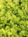 Sedum reflexum 'Winter Lemon'