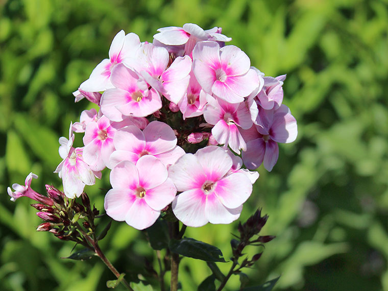 Die Flammenblume (hhere Sorten)  Phlox | Hauenstein AG