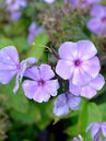 Phlox paniculata 'Blue Paradise'  Foto © PlantaPro