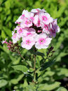 Phlox paniculata 'Europa'