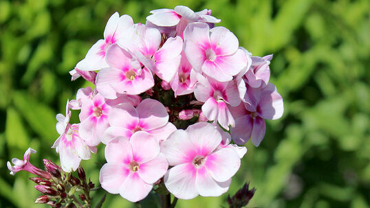 Phlox paniculata 'Europa'