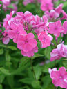 Phlox paniculata 'Rijnstroom'