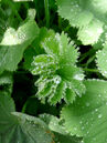 Alchemilla mollis