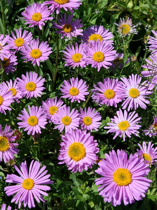 Die Gattung Aster umfasst eine grosse Palette an Grössen, Farben und Wuchsformen – Vielfalt ist garantiert!