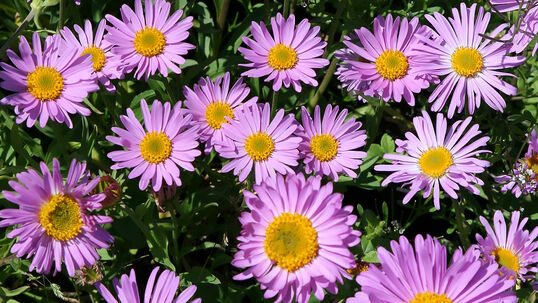 Die Gattung Aster umfasst eine grosse Palette an Grössen, Farben und Wuchsformen – Vielfalt ist garantiert!