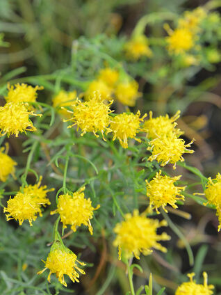 Obwohl Aster-Blüten oft körbchenförmig sind, gibt es auch hier Ausnahmen, wie die Aster linosyris.