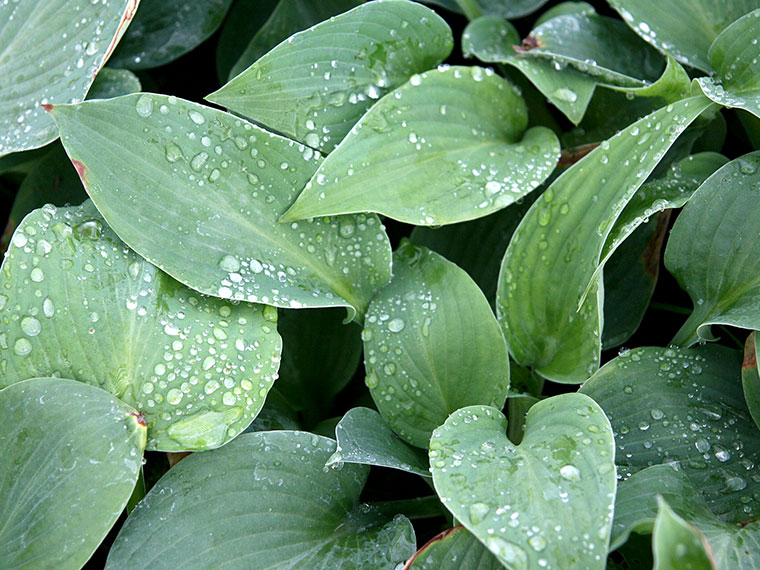 Funkie, Herzblattlilie  Hosta | Hauenstein AG