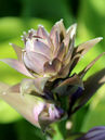 Hosta 'Big Daddy'