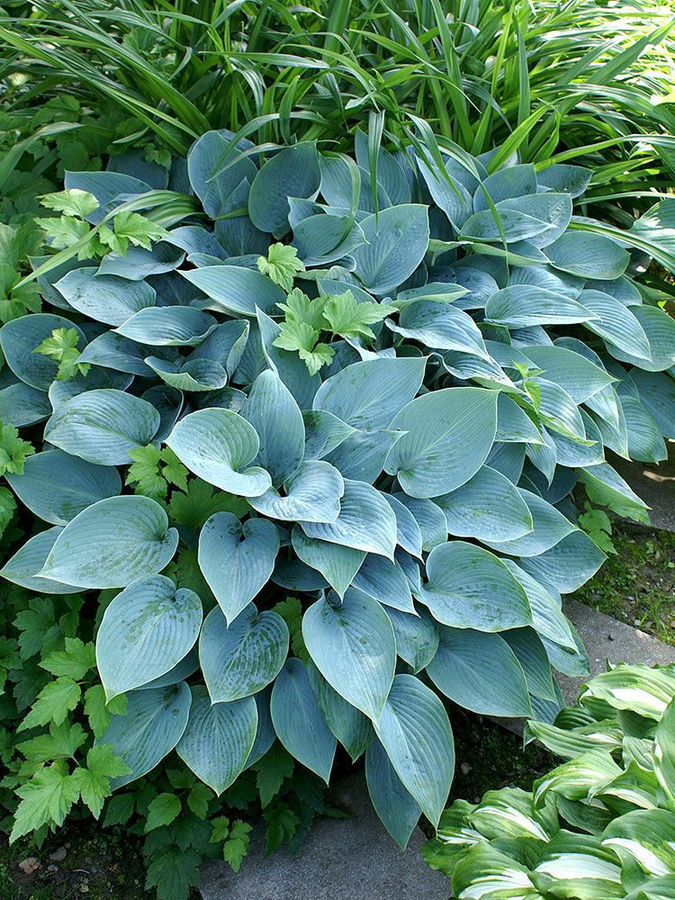 Хоста гибридная blue cadet. Хоста кадет. Блю кадет. Хоста блю гавайи. Хоста гибридная блю кадет.