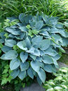 Hosta 'Blue Cadet'