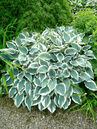 Hosta 'El Niño'
