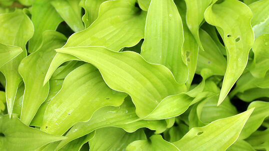 Hosta 'Purple Dwarf'