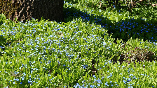 Die niedrige und bodendeckende Pflanze trägt eiförmige, zugespitzte Blätter von frischgrüner Farbe. Foto © PlantaPro
