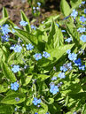 Von März bis April zeigen sich zarte, blaue Blüten in lockeren Trauben, welche über dem Laub stehen. Foto © PlantaPro