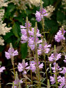Physostegia virginiana 'Bouquet Rose' Foto © PlantaPro