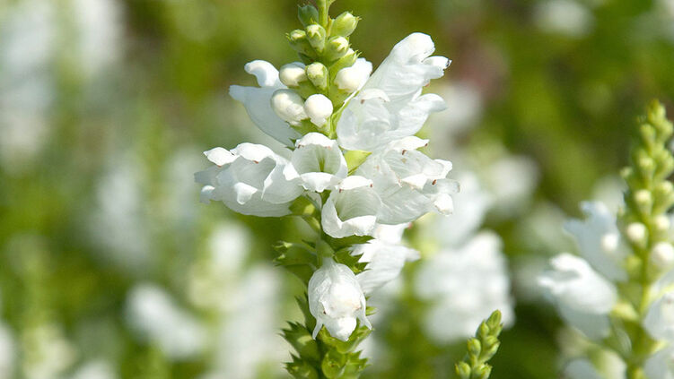 1 x Staude Pflanze Gelenkblume Physostegia WHITE QUEEN 