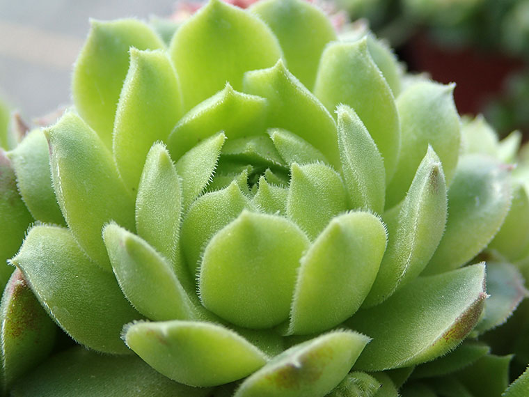 Hauswurz  Sempervivum | Hauenstein AG