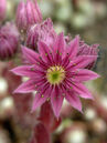 Sempervivum arachnoideum  Foto © PlantaPro