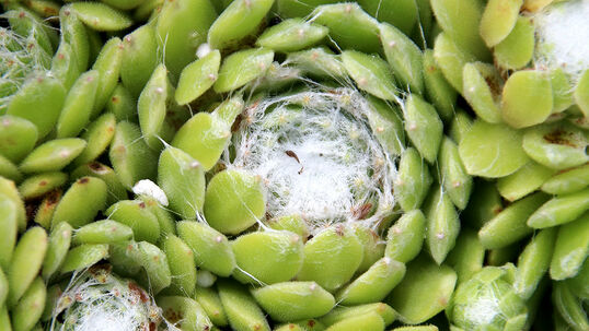 Sempervivum arachnoideum