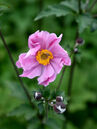 Anemone hupehensis 'Praecox'