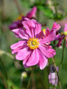 Anemone hupehensis 'Prinz Heinrich'  Foto © PlantaPro