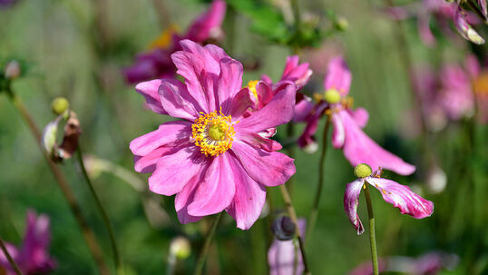 Anemone hupehensis 'Prinz Heinrich'  Foto © PlantaPro