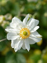 Anemone hybrida 'Whirlwind'  Foto © PlantaPro