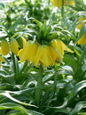 Fritillaria imperialis 'Lutea'
