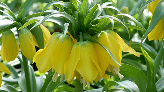 Fritillaria imperialis 'Lutea'