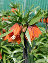 Fritillaria imperialis 'Rubra Maxima'