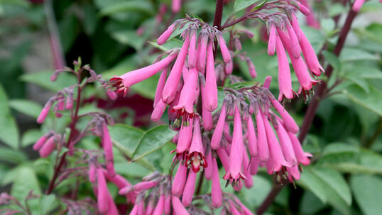 Phygelius aequalis 'Purple Prince'