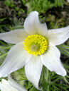 Pulsatilla vulgaris 'Alba'  Foto © PlantaPro