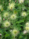 Pulsatilla vulgaris 'Alba'