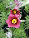 Pulsatilla vulgaris 'Rubra'