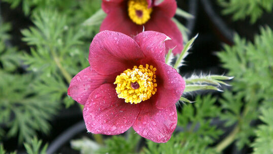 Pulsatilla vulgaris 'Rubra'